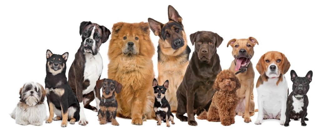 Can you name all of the 344 dog breeds in the world? - 世界愛犬聯盟