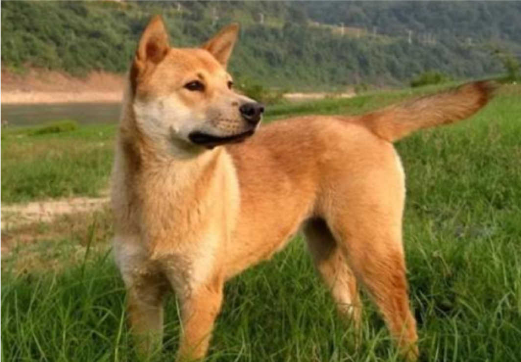 Strict Canine Regulation In Chengdu China 22 Dog Breeds Banned 