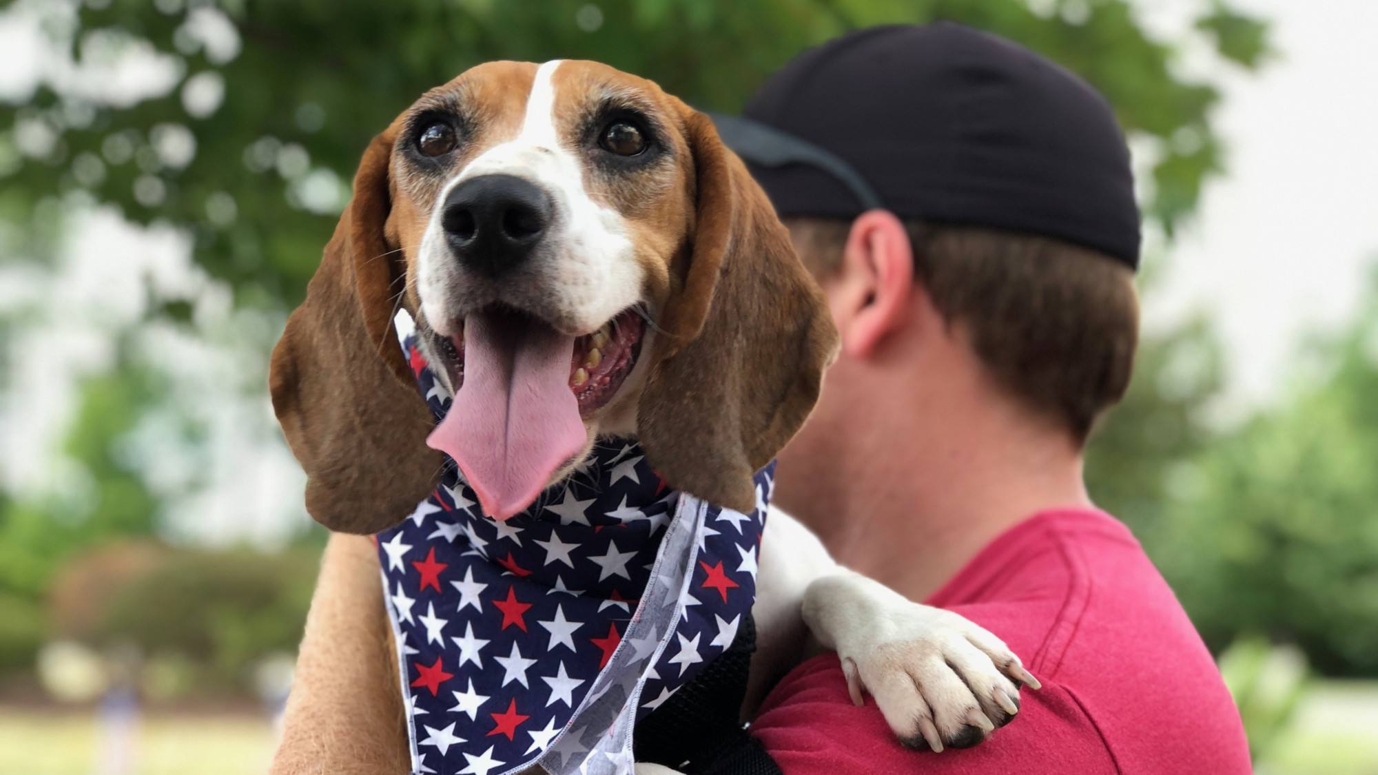 Six beagles rescued from dog meat trade by US dog charity – World Dog ...